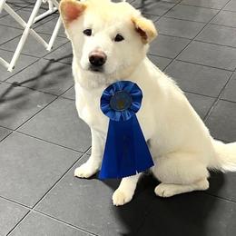 Jindo All Grown Up from Hwarang Kennel Korean Jindo | 화랑 진돗개