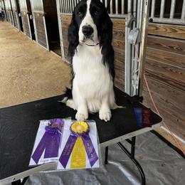 English Springer Spaniel All Grown Up from Llewellyn Farms English Springer Spaniels