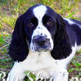 Female1 - Black and white female English Springer Spaniel puppy in Great Falls, Montana from Big Sky Springers