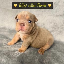 Yellow collar - Lilac tri-color female Bulldog puppy in Seattle, Washington from Authentic Bullys