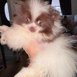 Merlin the Magician - Chocolate parti male Pomeranian puppy in East Mountain, Texas from Fairchild Fancy Pomeranians and Coachella Pomeranians