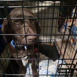Dark Green boy - Liver male German Shorthaired Pointer puppy in West Richland, Washington from Lehmschlog Kennels