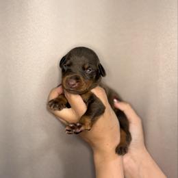 Girl 2 - Red and rust female Doberman Pinscher puppy in Moreno Valley, California from Corgi Dobie Co.