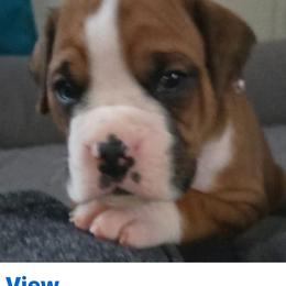 Boy 3 - Fawn male Boxer puppy in Plainville, Connecticut from AKC Boxer Club Plainville and Plank trail boxers