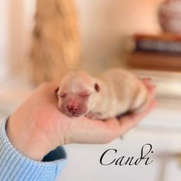 Candi - Apricot female Maltipoo puppy in Wendell, North Carolina from Teddys Teddy Bears