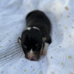 Jesse - Black and tan male Pembroke Welsh Corgi puppy in Hope, Arkansas from Foxy Knoll Farm