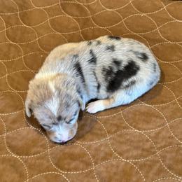 Girl 1 - Blue merle and white female American Corgi puppy in Visalia, California from VIP Stables