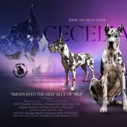 Cecelia - Great Dane