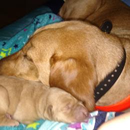 Labrador Retriever Puppies from AimPowers Retrievers
