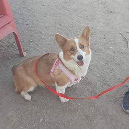 Maddie - Fawn female Pembroke Welsh Corgi puppy in Tucson, Arizona from D-S Ranch Corgis