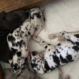 Great Dane Puppies from Stancydane AKC Great Danes