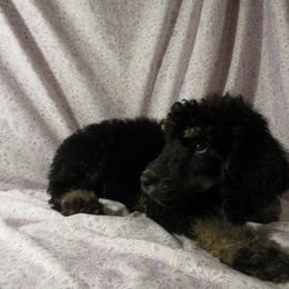 Aussiedoodle, Australian Shepherd, and Poodle Puppies from Kay Kay's Pupper Patch
