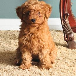 Sandy - Apricot female Poodle puppy in Riverside, California from Poodles