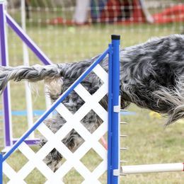 English Setters and Golden Retrievers from Gemstone Goldens
