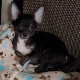 Boy 3-Tucker - Black and tan male Chihuahua puppy in Scranton, Pennsylvania from Grammy Farm