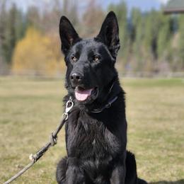 Diego - German Shepherd