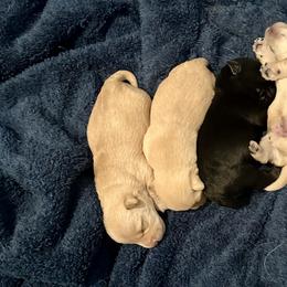 Angus - Black male Scottish Terrier puppy in San Diego (Jamul), California from Lee Valley Scotties