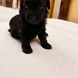 MERESANHK TUT - Black female Poodle puppy in Jersey City, New Jersey from Tuts Pups Cafe