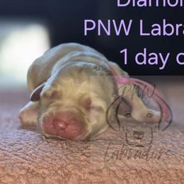 Diamond - Yellow female Labrador Retriever puppy in Rogue River, Oregon from PNW Labradors