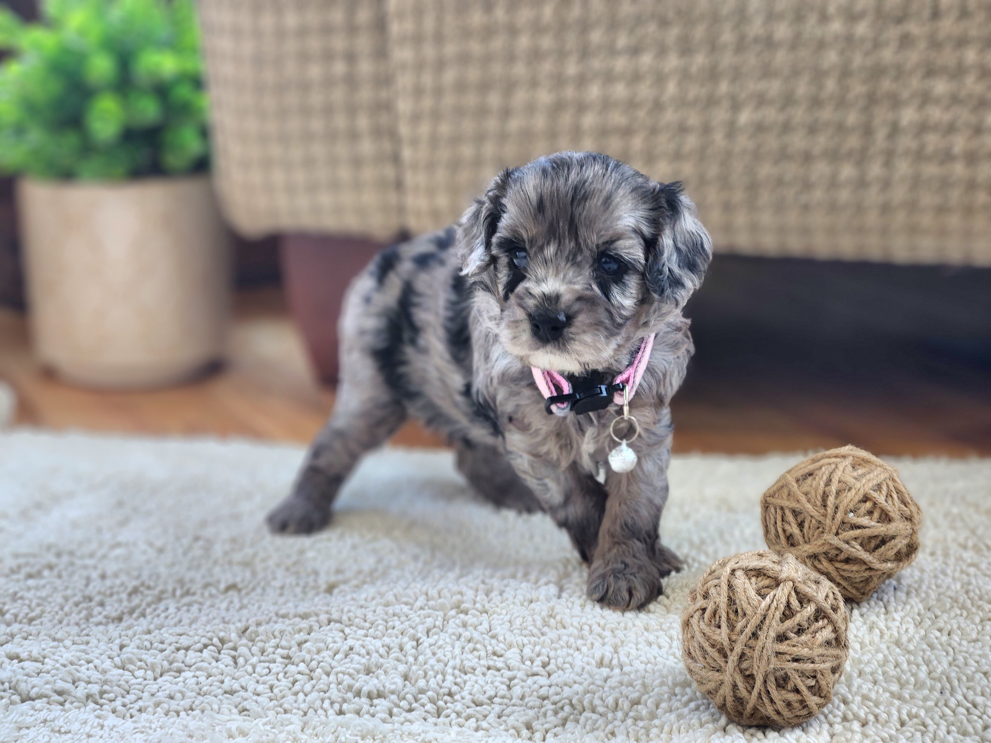 Cavapoo and Dachshund Puppies from Barnyard Dachshunds, Dals & Doodles