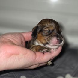Girl 2 - Piebald female Dachshund puppy in Minden, Louisiana from Ironwood Creek