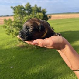 Phoebe. Yellow. - Wheaten female Soft Coated Wheaten Terrier puppy in Illinois from Sarabeth's Friendly Pups