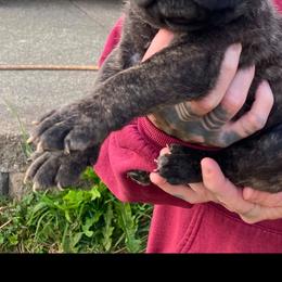 Girl 3 - Chestnut brindle female Cane Corso puppy in Olympia, Washington from Grayling Dawn Cane Corso