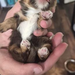Red Rock - Chocolate and tan male Shih Tzu puppy in Green Valley Lake, California from All American Shih Tzu Puppies