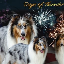 Collies from Dayz of Thunder Collies