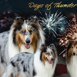 Collies from Dayz of Thunder Collies