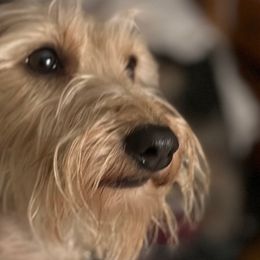 Beverly - Dachshund