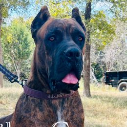 Stella - Cane Corso