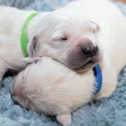 Golden Retrievers from Majestic Mountain Goldens