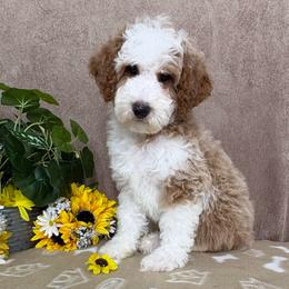 Arrow - male Australian Mountain Doodle puppy in Seymour, Missouri from D and D’s Dandy Doodles