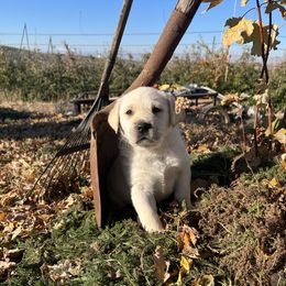 Labrador Retriever Puppies from Crown Royal hunting Labs