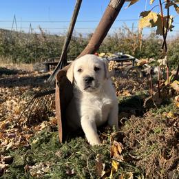 Labrador Retriever Puppies from Crown Royal hunting Labs