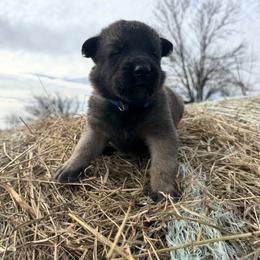 Male - stout dark color - Red sable male Belgian Malinois puppy in Dallas, Texas from RoyalHaus Malinois