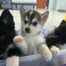 Keanu - Tri-color male Pomsky puppy in Riverside, California from LittleLoyalzLLC