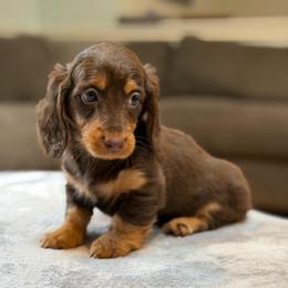 Theo - Chocolate and tan male Dachshund puppy in Chehalis, Washington from Devoted Doxies - DLL