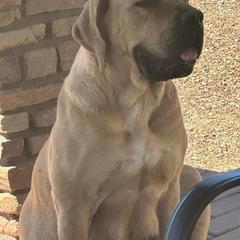 Miss Dolly - Boerboel