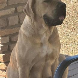 Miss Dolly - Boerboel
