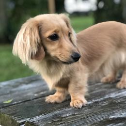 Nyla - Dachshund