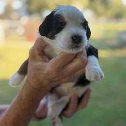 Jenga - Tri-color male Bernedoodle puppy in El Campo, Texas from Little Fur Friends Bernedoodles