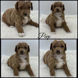 Peep - Red  female Poodle puppy in Wheatland, California from Sapphire Ridge Poodles