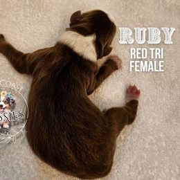 Ruby - Red tri-color female Miniature American Shepherd puppy in Ferndale, California from Lost Coast Aussies