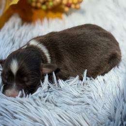 Girl 2 - Red tri female Toy Australian Shepherd puppy in Ambrose, Georgia from Brandilyn's Aussies