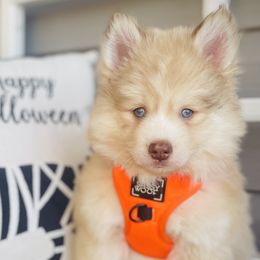 Kona - Red and white Pomsky puppy in Greenville, South Carolina from Thicketty Mountain Pomskies