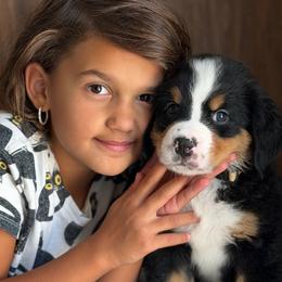 Diesel - Tri-color male Bernese Mountain Dog puppy in Yuciapa, California from AlltheDoodlez_
