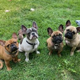 French Bulldogs from Sugarloaf French bulldogs