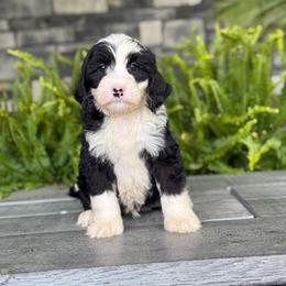 Albert - Tri-color male Double Doodle puppy in Millersburg, Ohio from T Sanctum